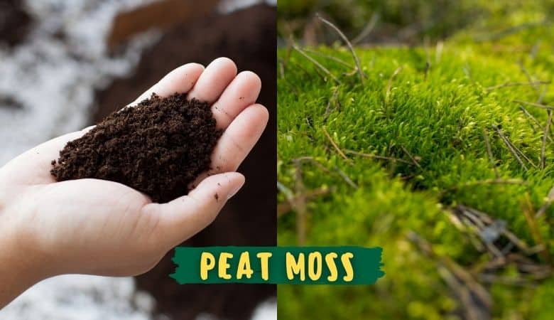 Peat moss in substrate