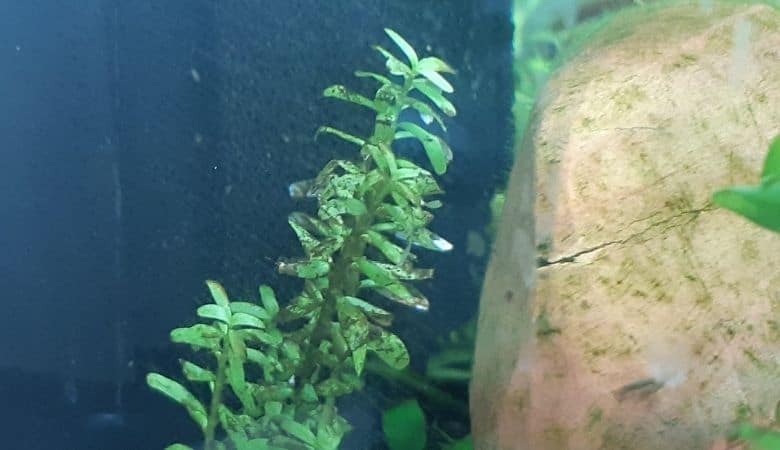 Rotala rotundafolia struggling to grow in 8.2 pH