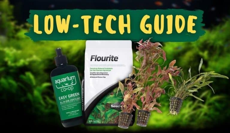 Low-Tech Planted Tanks: The Ultimate Start-to-Finish Guide