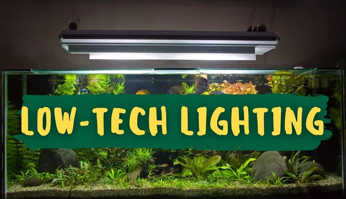 Skilt dessert Patronise Lighting Guide For Low-Tech Planted Aquariums
