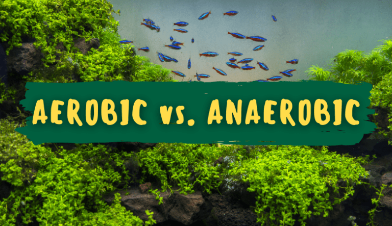 Aerobic vs Anaerobic Bacteria in Aquariums