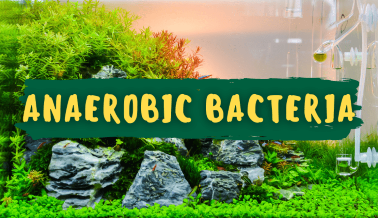 Why Anaerobic Bacteria is Beneficial for Aquariums