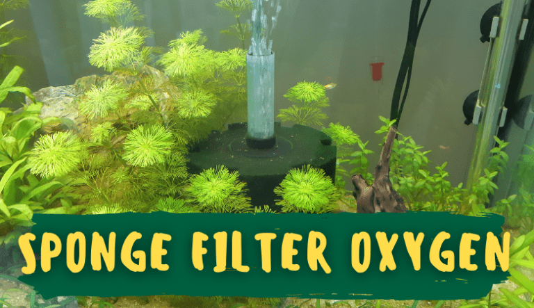Do Sponge Filters Provide Oxygen to an Aquarium?