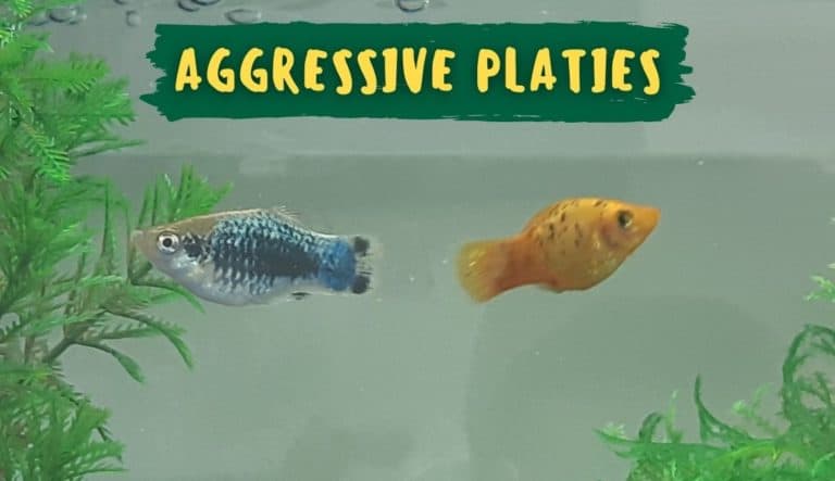 How to Deal With Aggressive Platies: Nipping, Chasing, Prevention