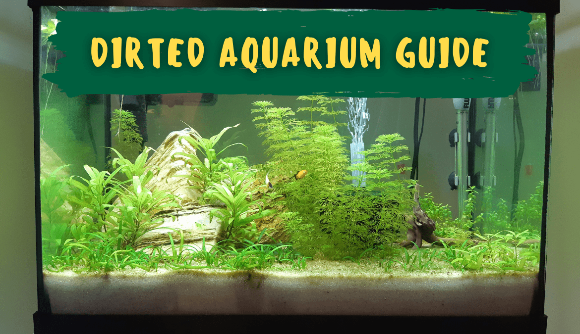 Complete Guide For Setting Up Your First Dirted Aquarium