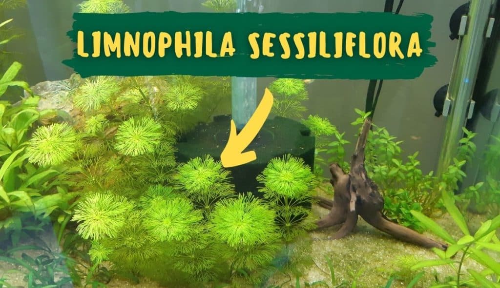Limnophila sessiliflora in a planted aquarium