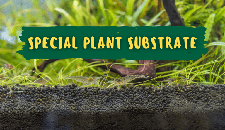 Do Aquarium Plants Need Special Substrate?