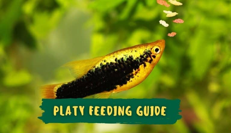 Ultimate Platy Feeding Guide: Algae, Vegetables, Pellets