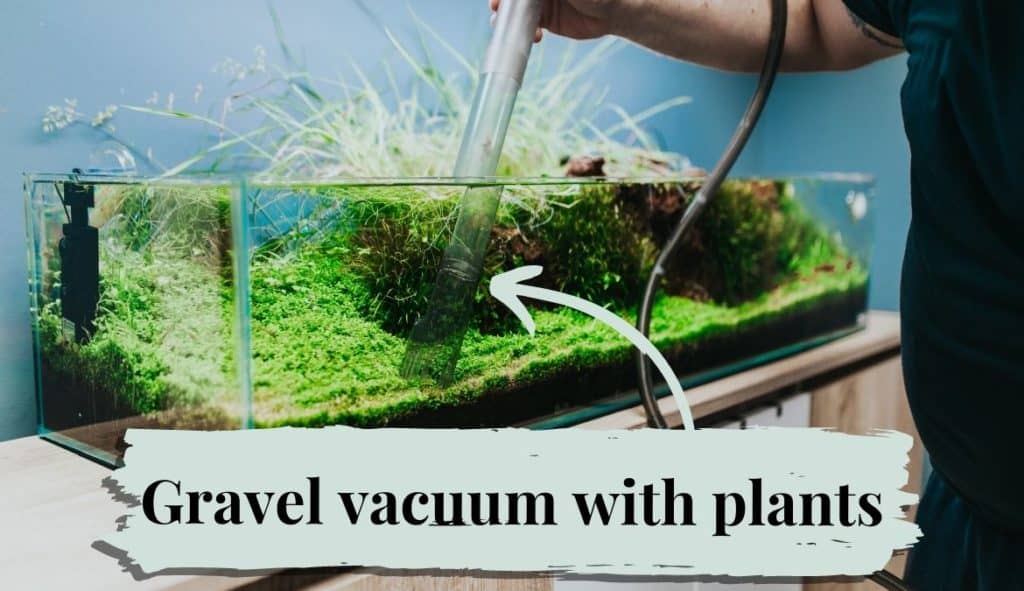 Using a gravel vacuum in a planted aquarium