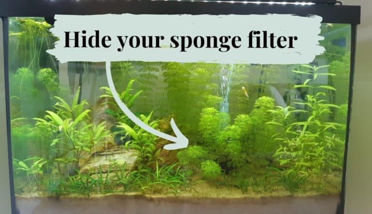 How To Hide An Aquarium Sponge Filter (Plants, Rocks, More)