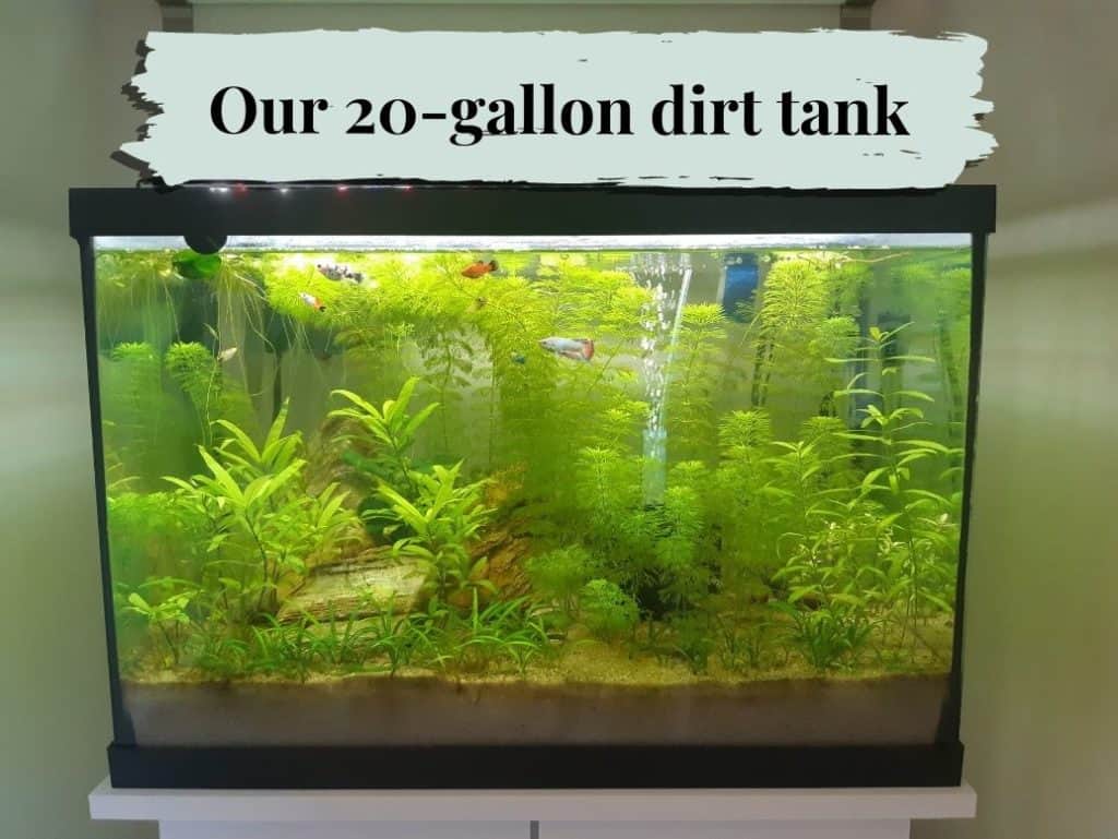 20-gallon tank with organic potting mix