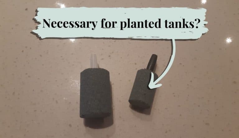 Are Air Stones Necessary For Planted Tanks? (No, Here’s Why)
