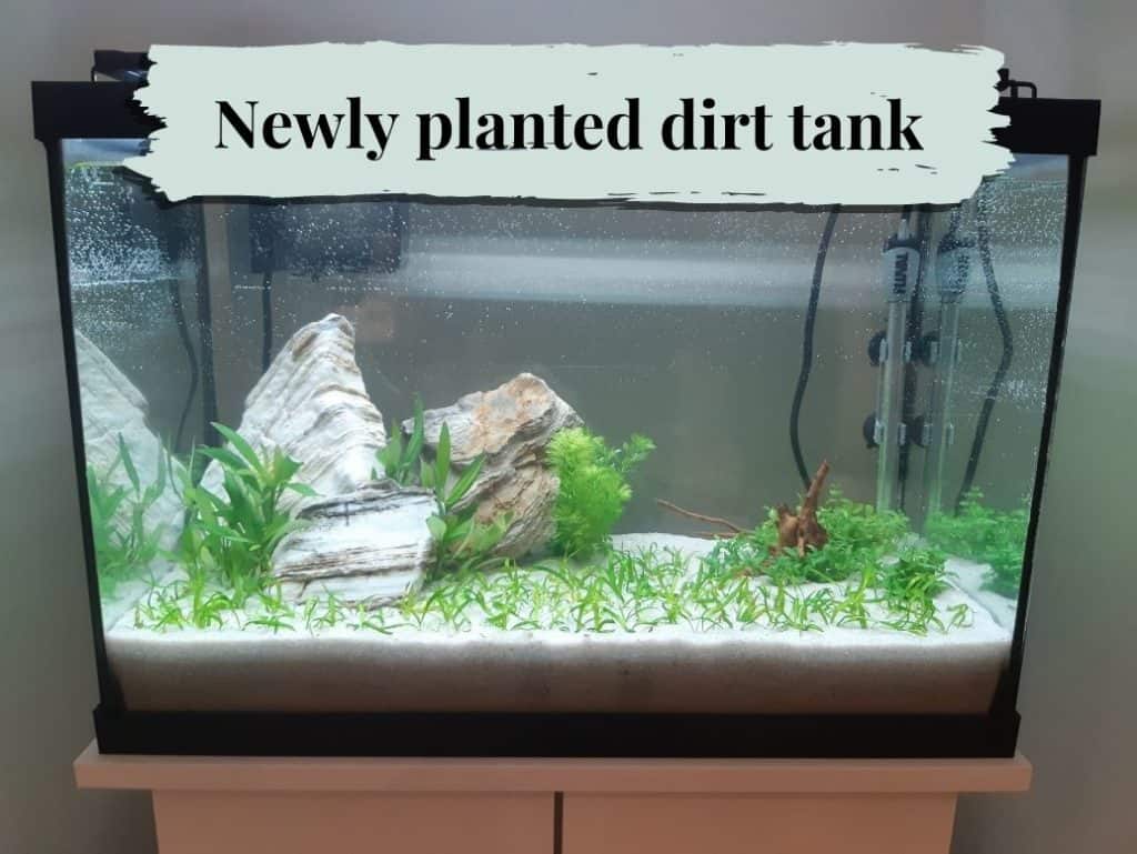 Our newly planted 20-gallon tank