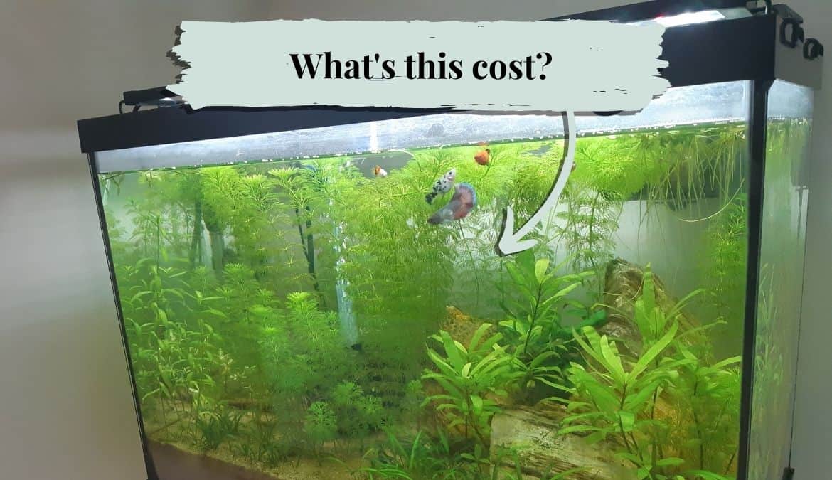 A 20 gallon planted aquarium