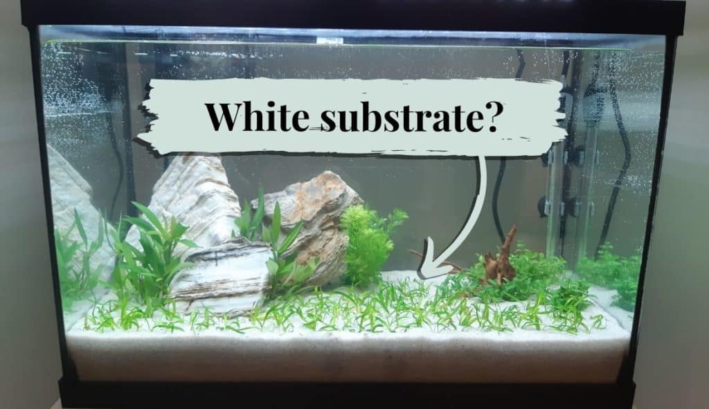 White substrate in a planted tank