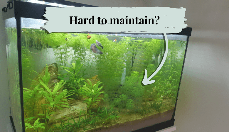 Maintaining a planted aquarium