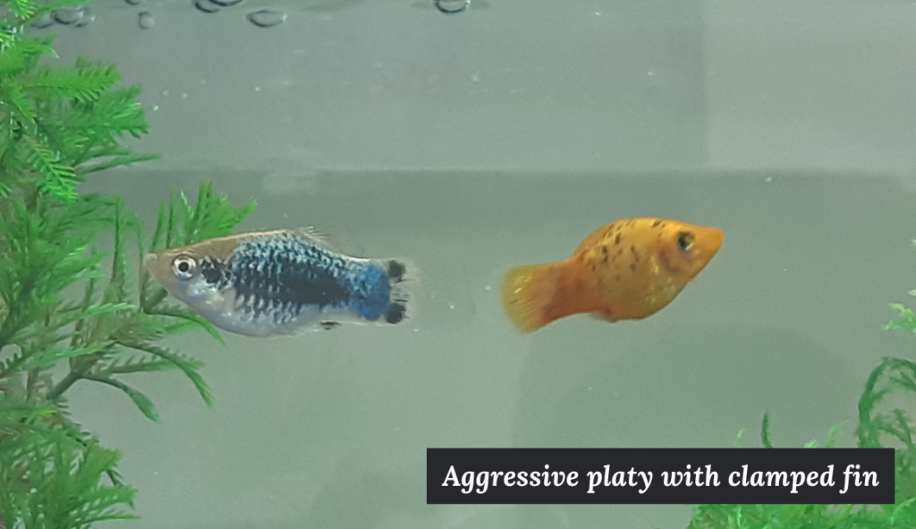 Photo of two aggressive male platies