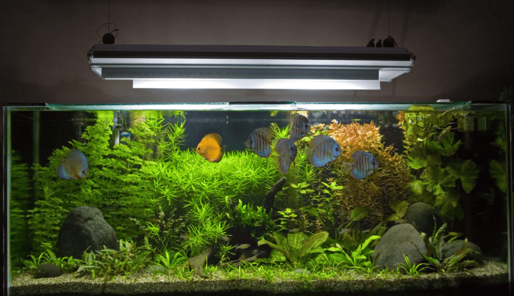 Well-lit planted aquarium