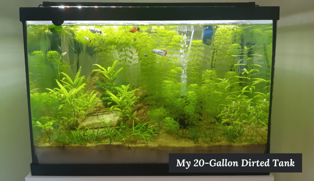 My dirted 20-gallon aquarium