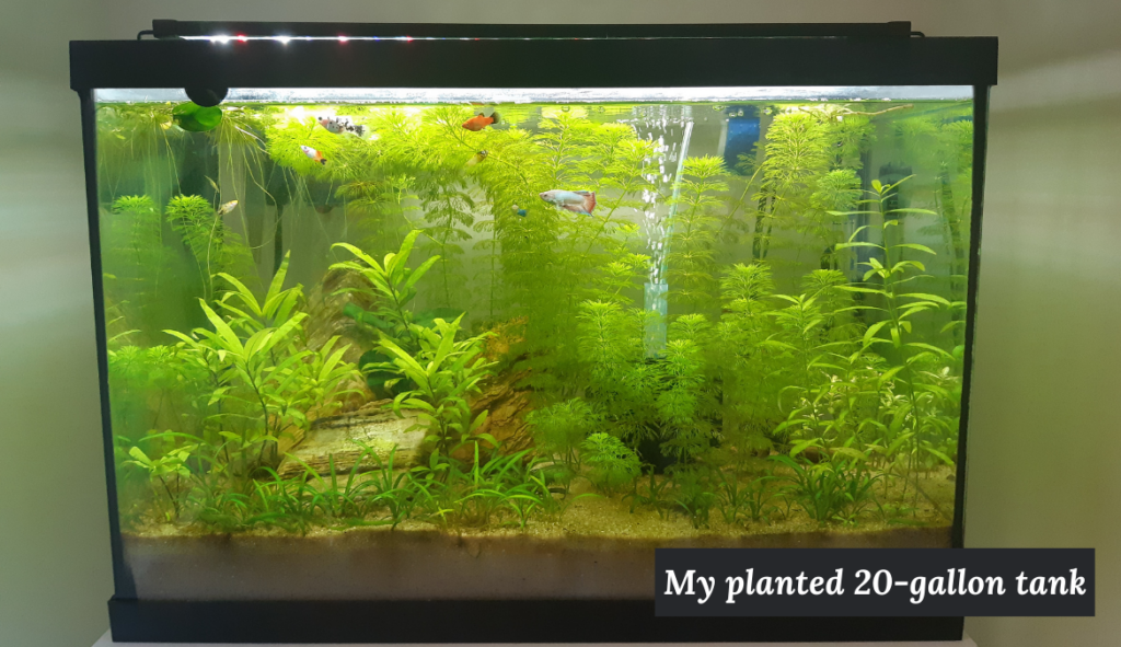 Photo of my 20-gallon planted aquarium