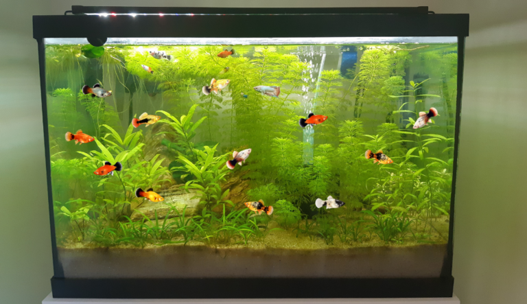 How to Deal with Overpopulation in Platy Fish Tanks