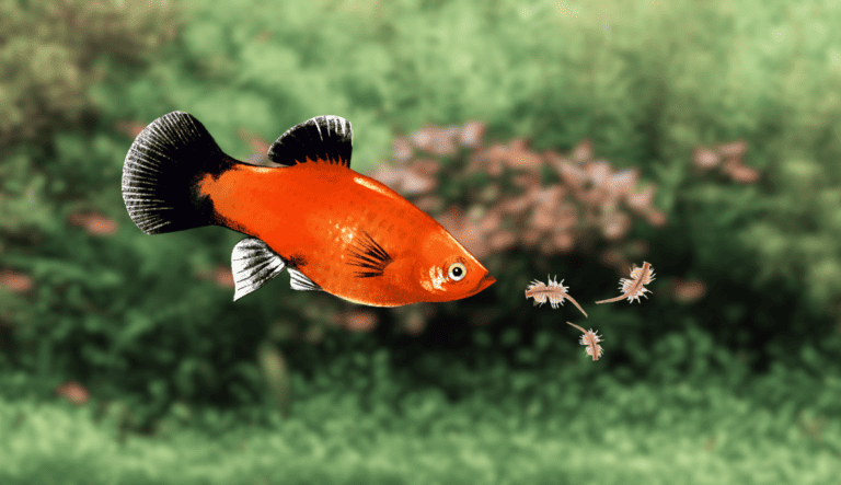 The Benefits of Live Foods for Platy Fish: Types and Feeding Tips