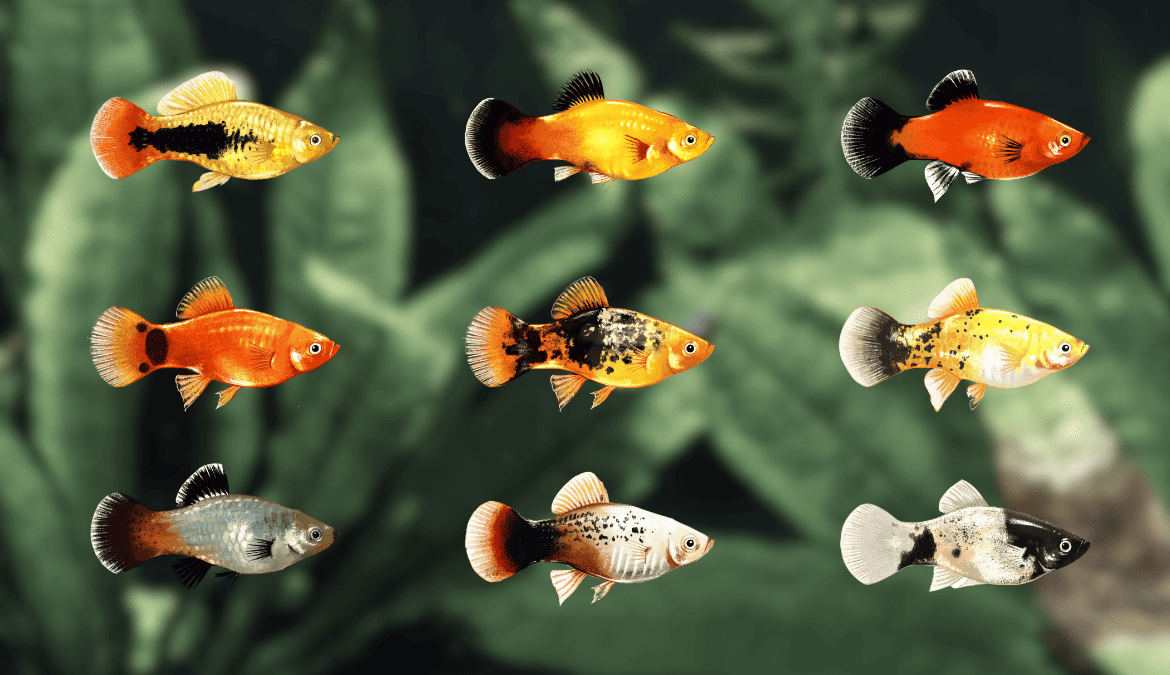 Image of the different colors of platy fish