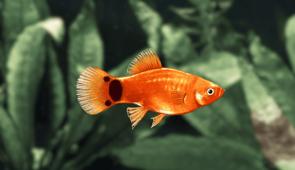 Image of Mickey Mouse platy