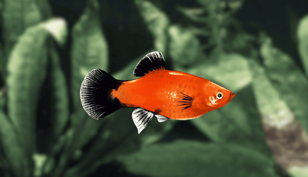 Image of red wagtail platy