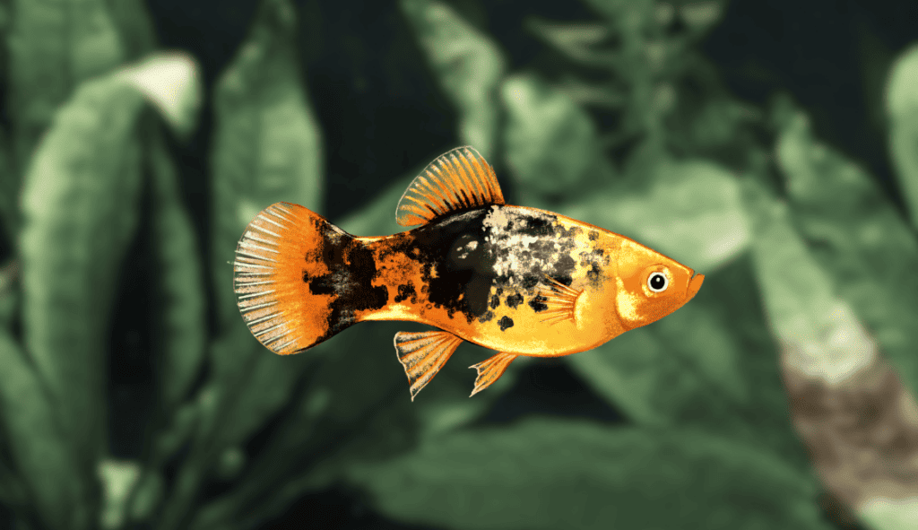 Image of platy with a variety of colors and dot patterns