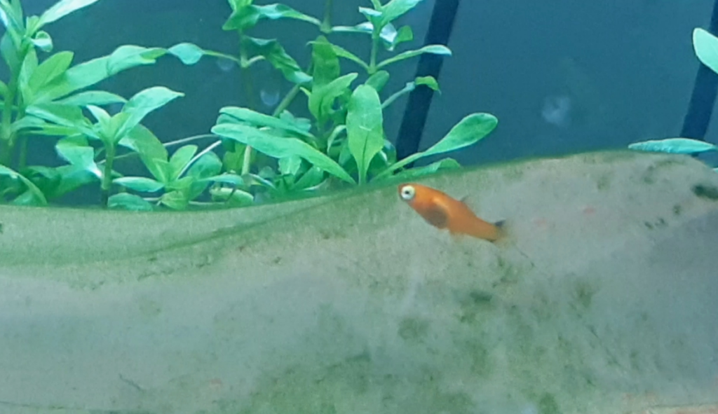 Photo of a platy fry
