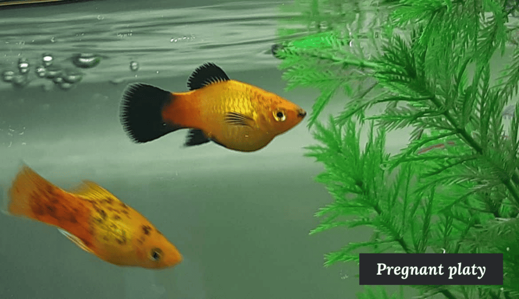 Image of a pregnant platy