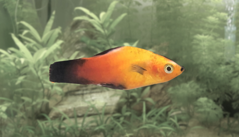 Recognizing and Addressing Signs of Stress in Platy Fish