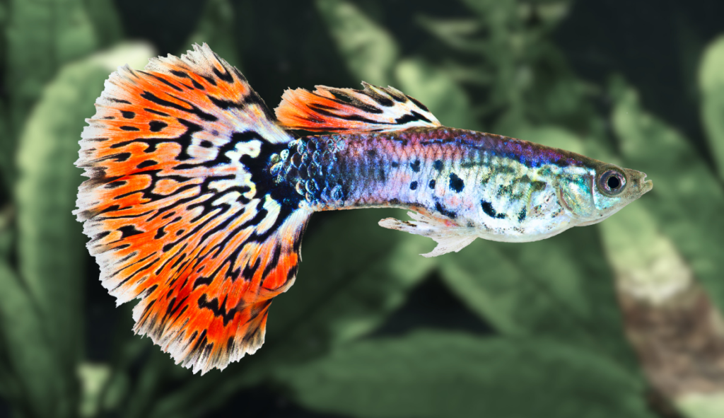 Graphic of a guppy fish