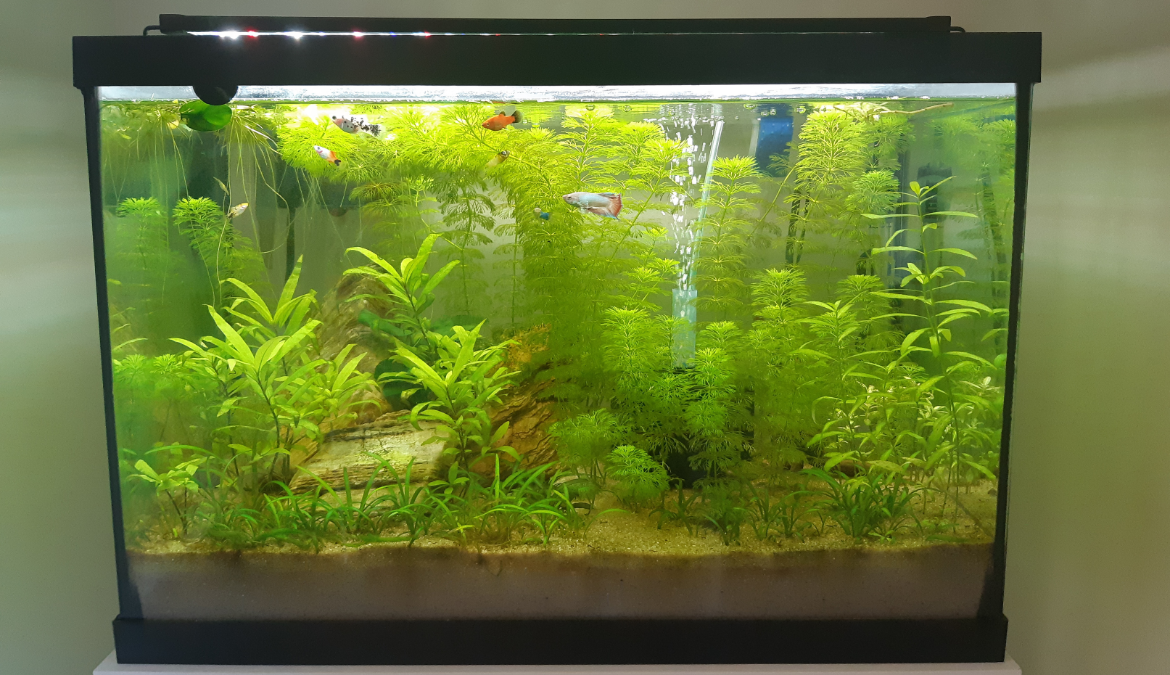Photo of plated aquarium with platy fish