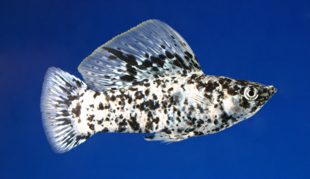 Photo of a molly fish