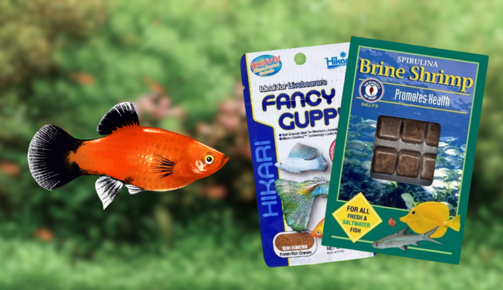 Graphic of a platy and a few platy diet options