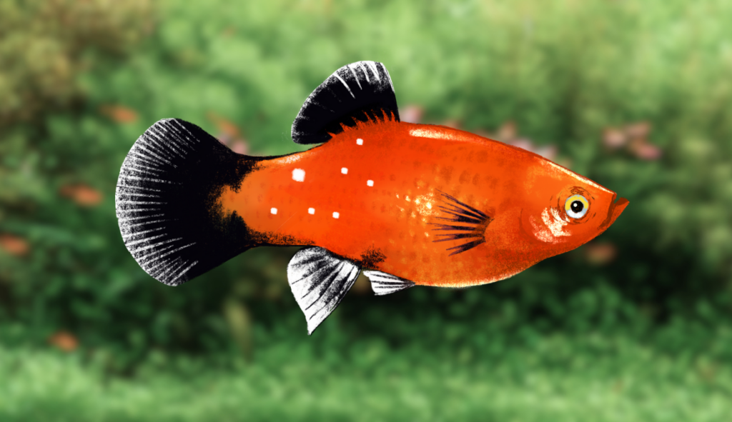 Graphic of platy with disease