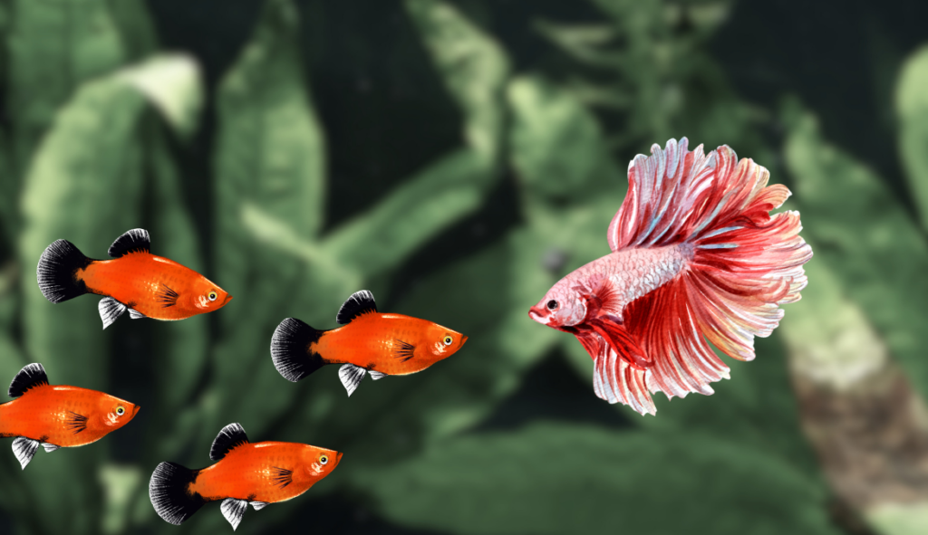 Graphic of platies and a betta together