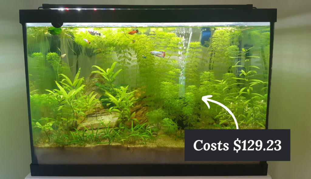 Photo of a planted tank that was bought with a small budget