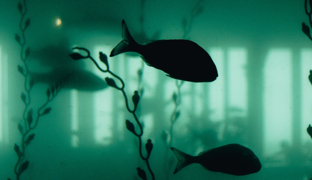 Photo of aquarium with green algae