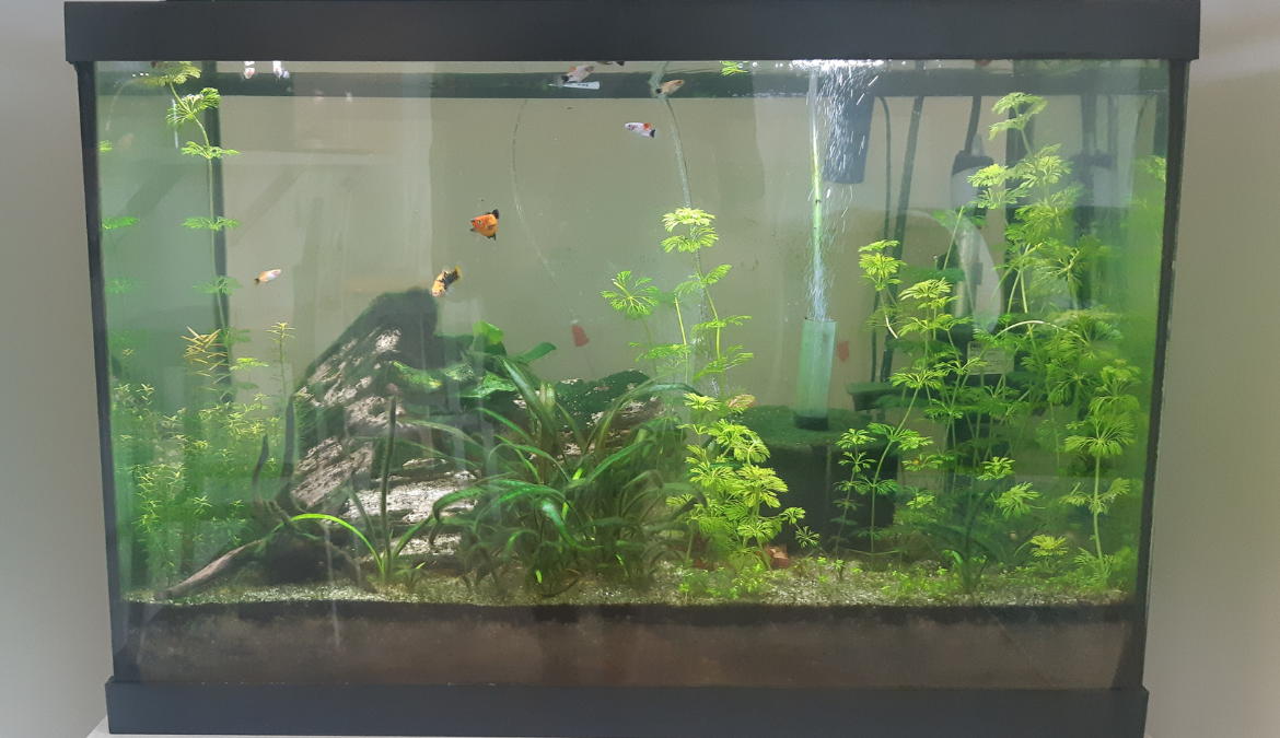 Photo of low tech planted aquarium with good water quality